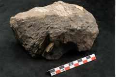Foto (Seitenansicht) von Palissya podocarpoides Ettingshausen (NHMW-GEO-2024-0188-10343)